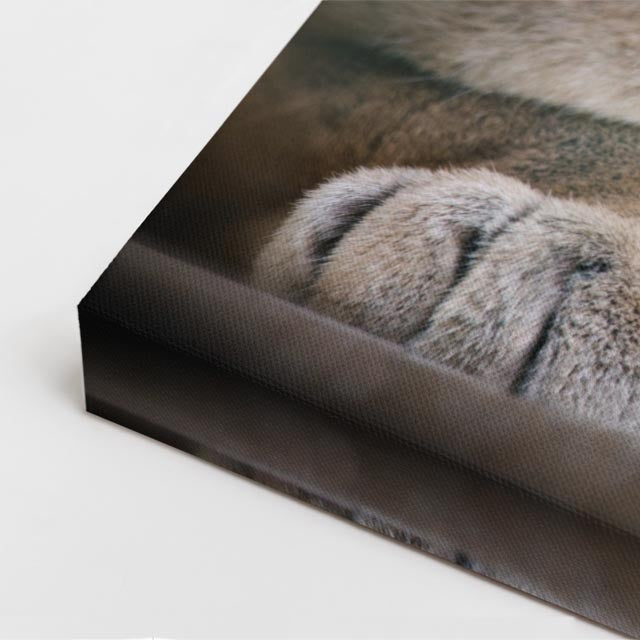 cuadro canvas vida salvaje puma sereno vertical