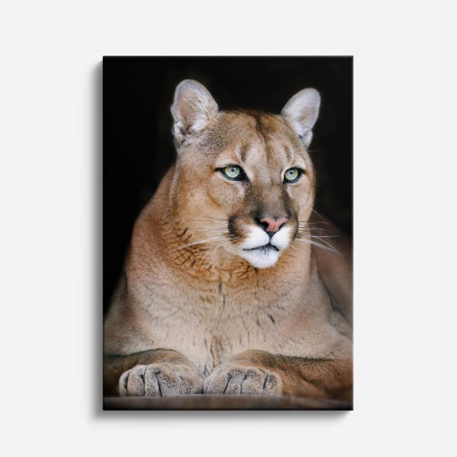 cuadro canvas vida salvaje puma sereno vertical
