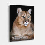cuadro canvas vida salvaje puma sereno vertical