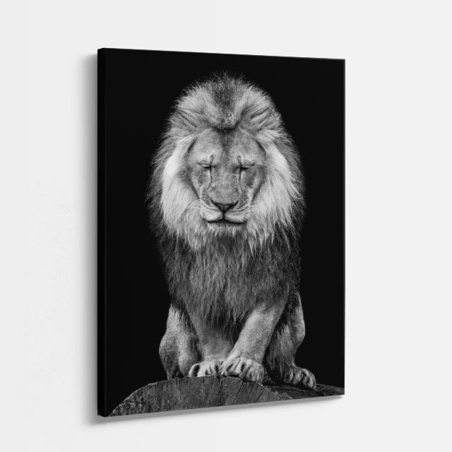 cuadro canvas vida salvaje león blanco majestuoso vertical