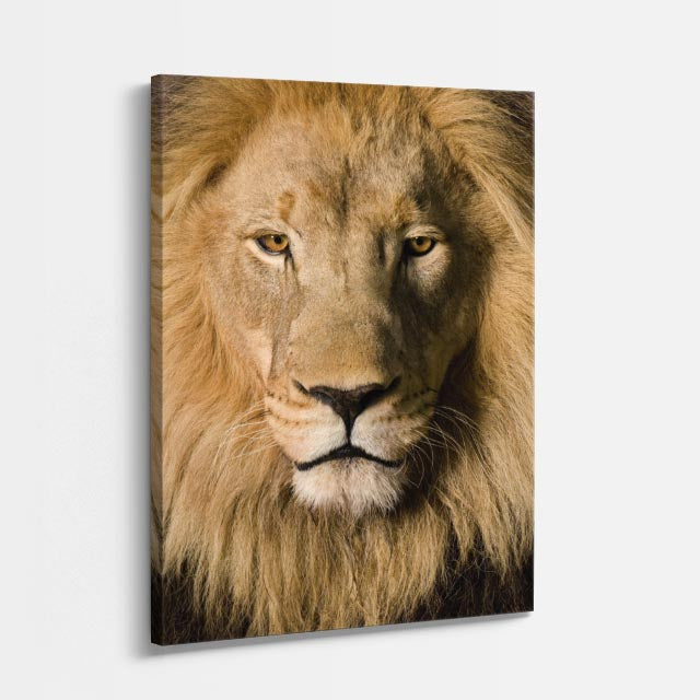cuadro canvas vida salvaje rey dorado vertical