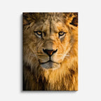 cuadro canvas vida salvaje león dorado intenso vertical