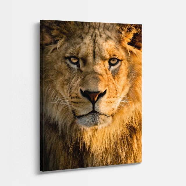 cuadro canvas vida salvaje león dorado intenso vertical