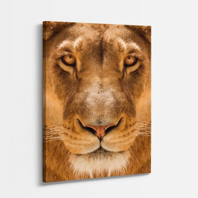 cuadro canvas vida salvaje mirada de reina vertical