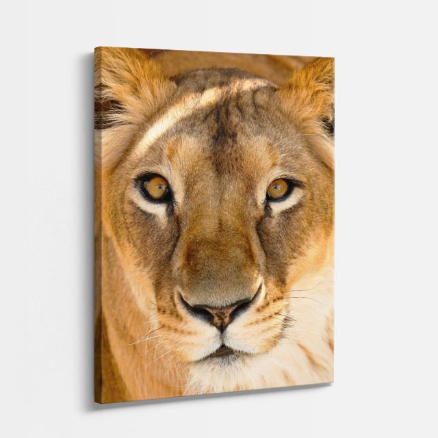 cuadro canvas vida salvaje reina dorada vertical