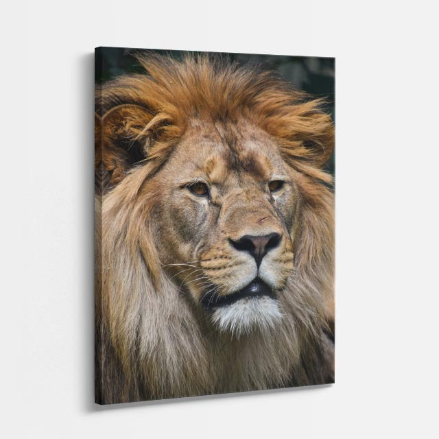 cuadro canvas vida salvaje león blanco real vertical