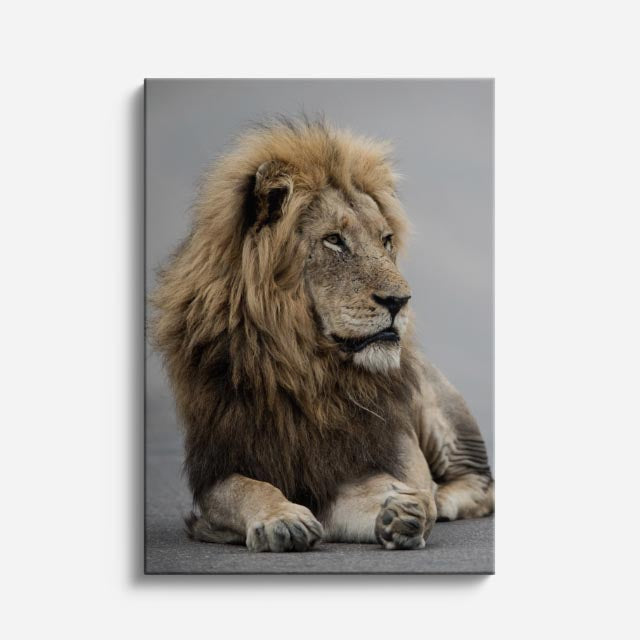 cuadro canvas vida salvaje león del trono vertical