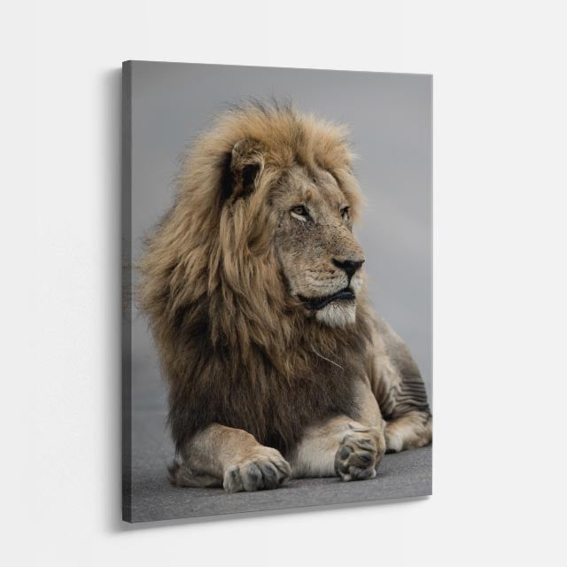 cuadro canvas vida salvaje león del trono vertical