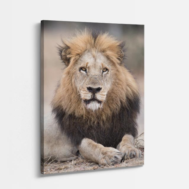 cuadro canvas vida salvaje león del bosque vertical