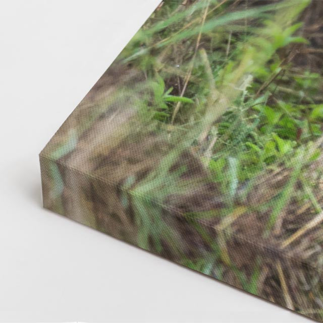 cuadro canvas vida salvaje león mirada profunda vertical