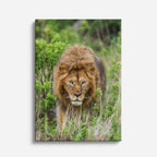cuadro canvas vida salvaje león mirada profunda vertical