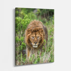 cuadro canvas vida salvaje león mirada profunda vertical