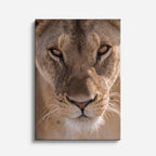 cuadro canvas vida salvaje león observador vertical