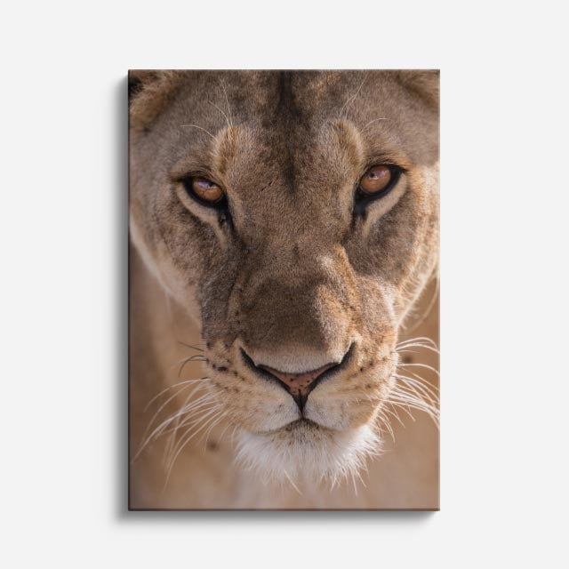 cuadro canvas vida salvaje león observador vertical