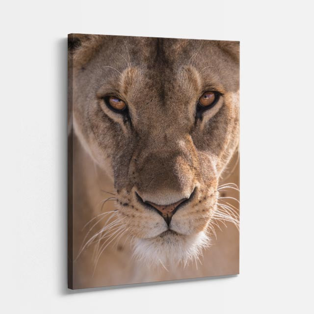 cuadro canvas vida salvaje león observador vertical