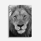 cuadro canvas vida salvaje león plateado vertical