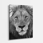 cuadro canvas vida salvaje león plateado vertical