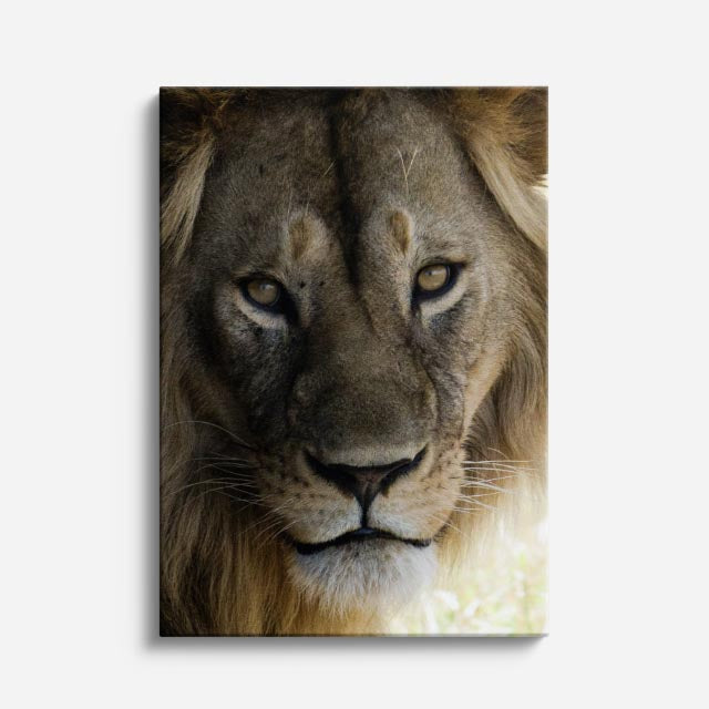 cuadro canvas vida salvaje león guardián vertical
