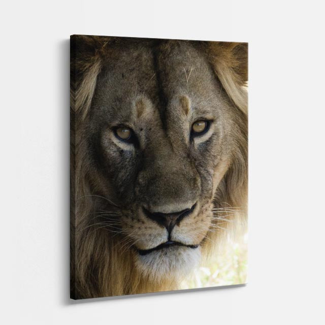 cuadro canvas vida salvaje león guardián vertical