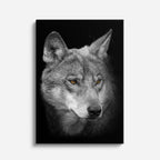 cuadro canvas vida salvaje lobo gris velado vertical