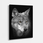 cuadro canvas vida salvaje lobo gris velado vertical