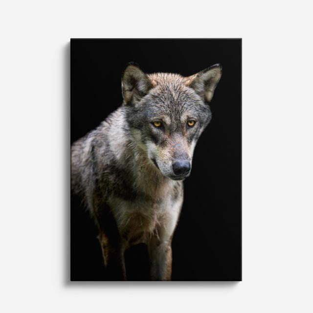 cuadro canvas vida salvaje lobo del bosque vertical