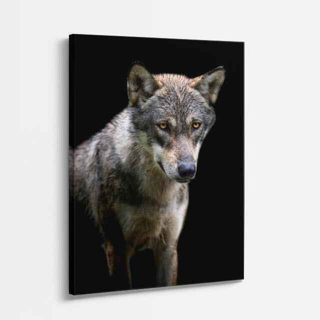 cuadro canvas vida salvaje lobo del bosque vertical