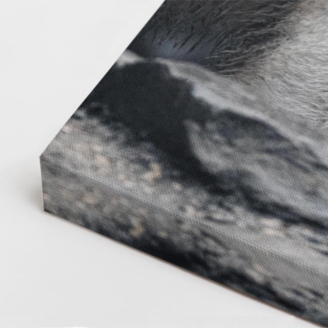cuadro canvas vida salvaje lobo blanco sereno vertical