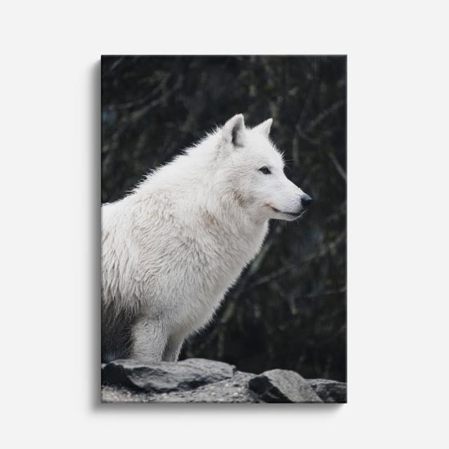 cuadro canvas vida salvaje lobo blanco sereno vertical