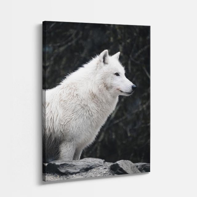 cuadro canvas vida salvaje lobo blanco sereno vertical