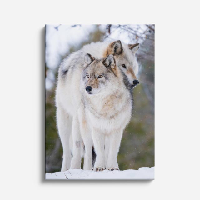 cuadro canvas vida salvaje lobo del deshielo vertical