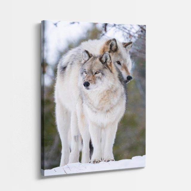cuadro canvas vida salvaje lobo del deshielo vertical