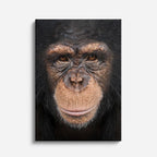 cuadro canvas vida salvaje mirada del chimpancé vertical