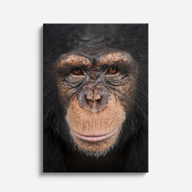 cuadro canvas vida salvaje mirada del chimpancé vertical
