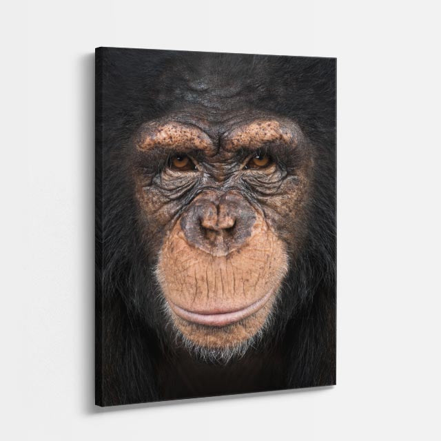 cuadro canvas vida salvaje mirada del chimpancé vertical