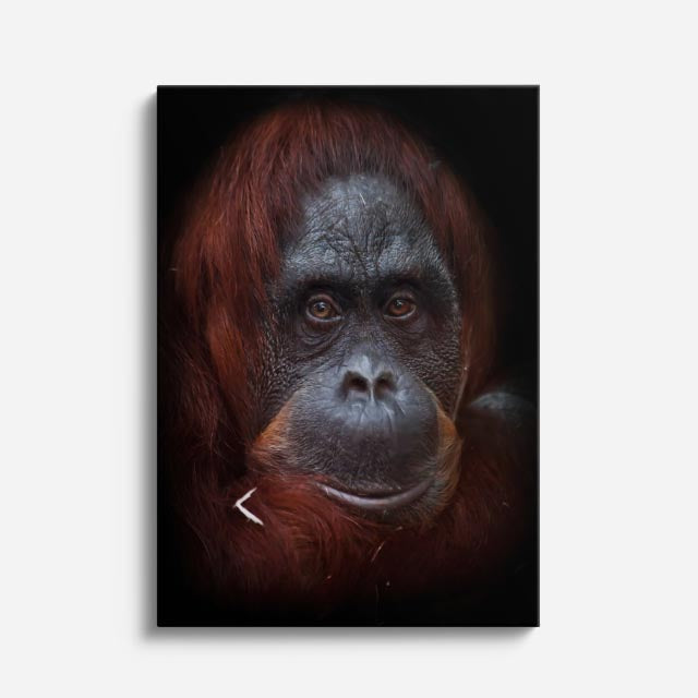 cuadro canvas vida salvaje retrato del orangután vertical