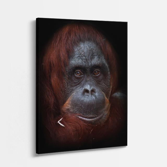 cuadro canvas vida salvaje retrato del orangután vertical