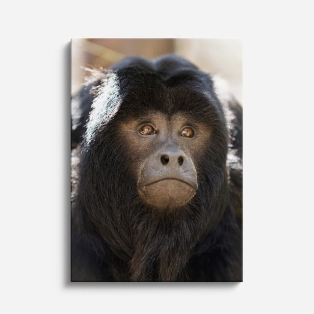 cuadro canvas vida salvaje mirada del mandril vertical