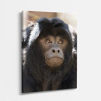 cuadro canvas vida salvaje mirada del mandril vertical