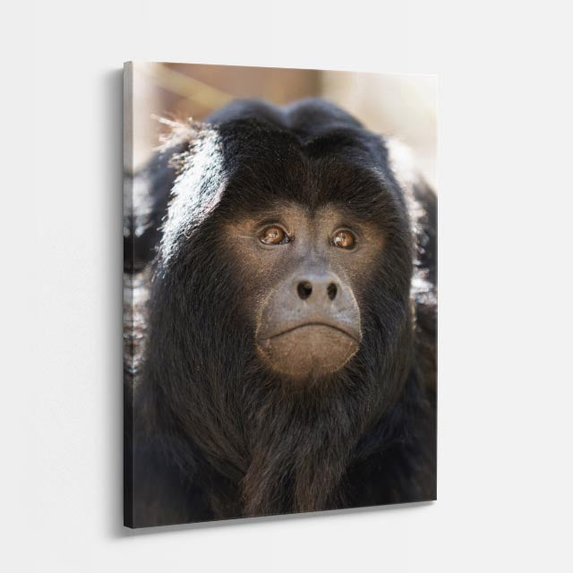 cuadro canvas vida salvaje mirada del mandril vertical
