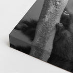 cuadro canvas vida salvaje silencio del mono vertical