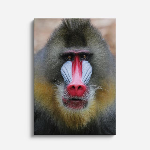 cuadro canvas vida salvaje mandril carmesí vertical