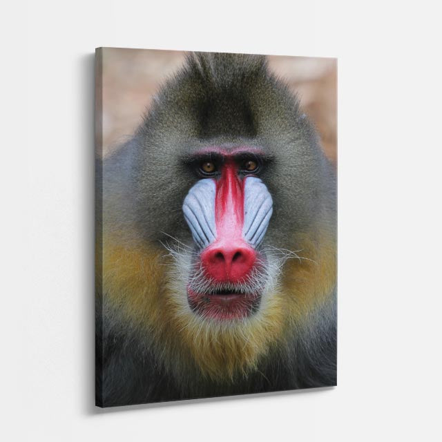 cuadro canvas vida salvaje mandril carmesí vertical