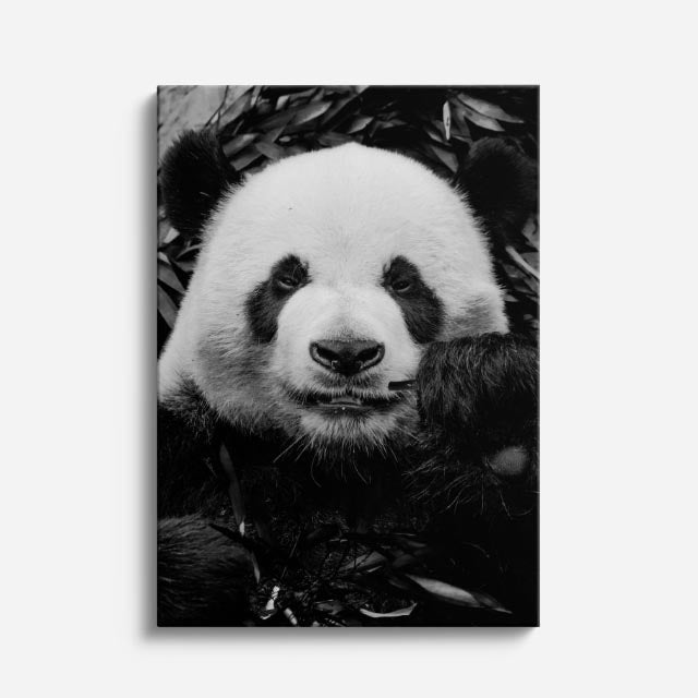 cuadro canvas vida salvaje panda clásico vertical