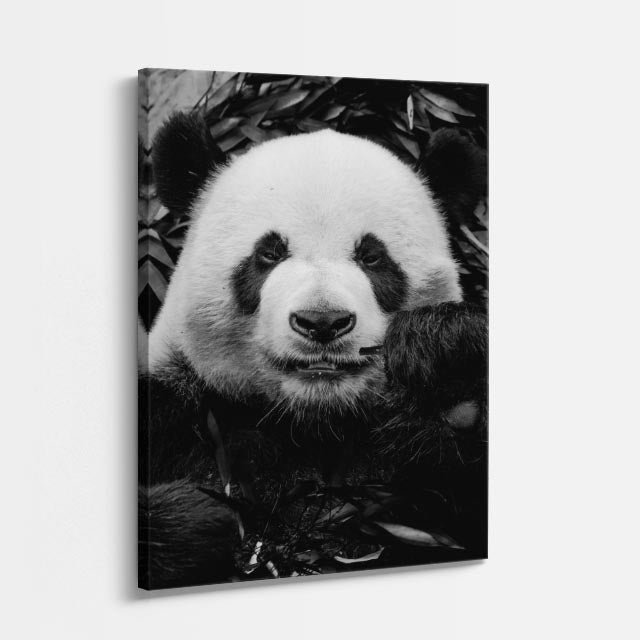 cuadro canvas vida salvaje panda clásico vertical