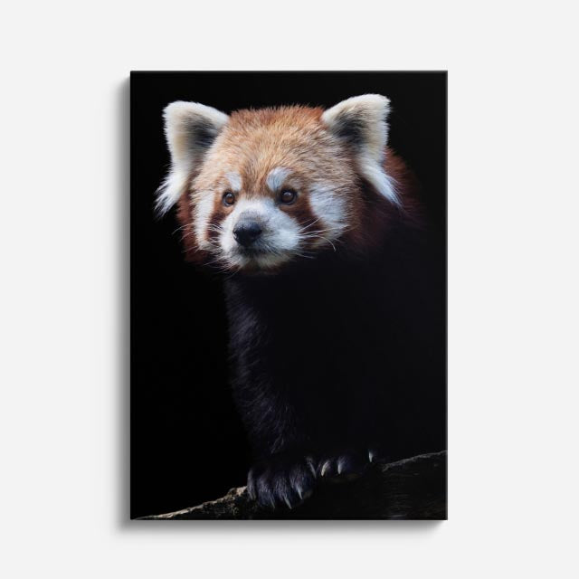 cuadro canvas vida salvaje panda rojo vertical