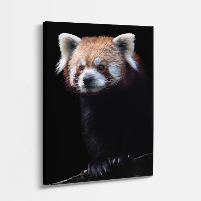 cuadro canvas vida salvaje panda rojo vertical