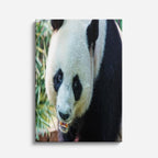 cuadro canvas vida salvaje panda curioso vertical