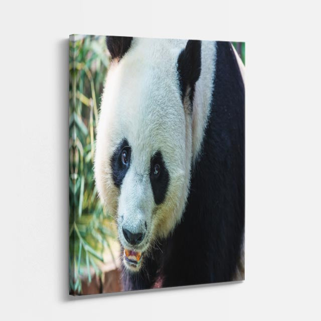 cuadro canvas vida salvaje panda curioso vertical