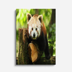 cuadro canvas vida salvaje panda del bosque vertical